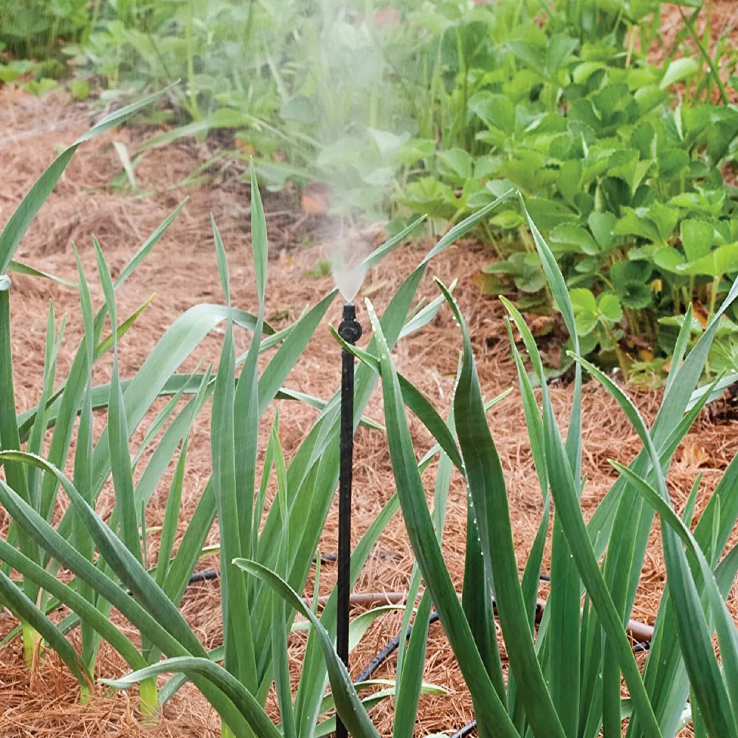  MIST-F/2S Rain Bird Drip Irrigation Mister, 2-Pack, Black - MIST-F/2S