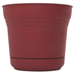 Click here to see Bloem SP1212 Bloem SP1212 Saturn Union Red 12