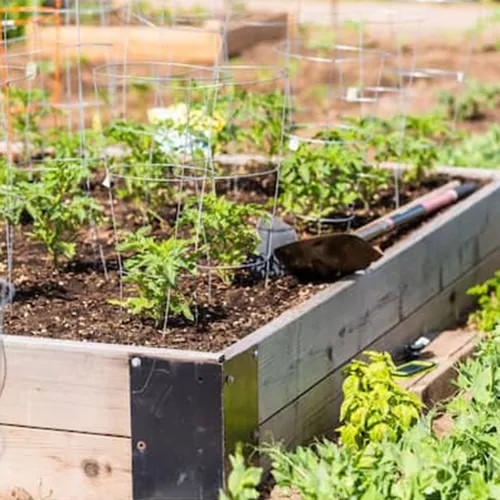 Glamos Wire Tomato Cage, 12